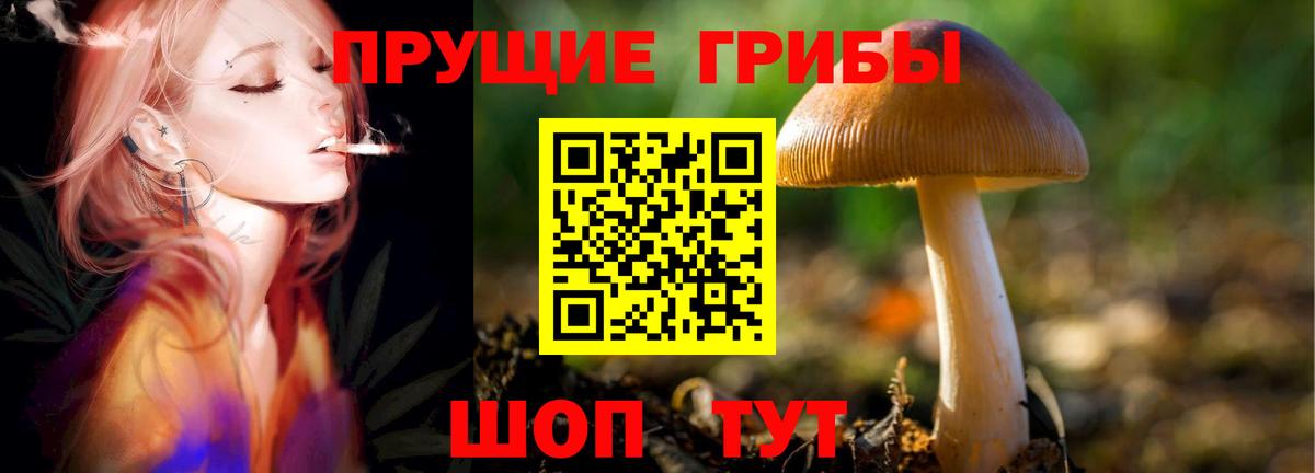 Псилоцибиновые грибы прущие грибы Сегежа